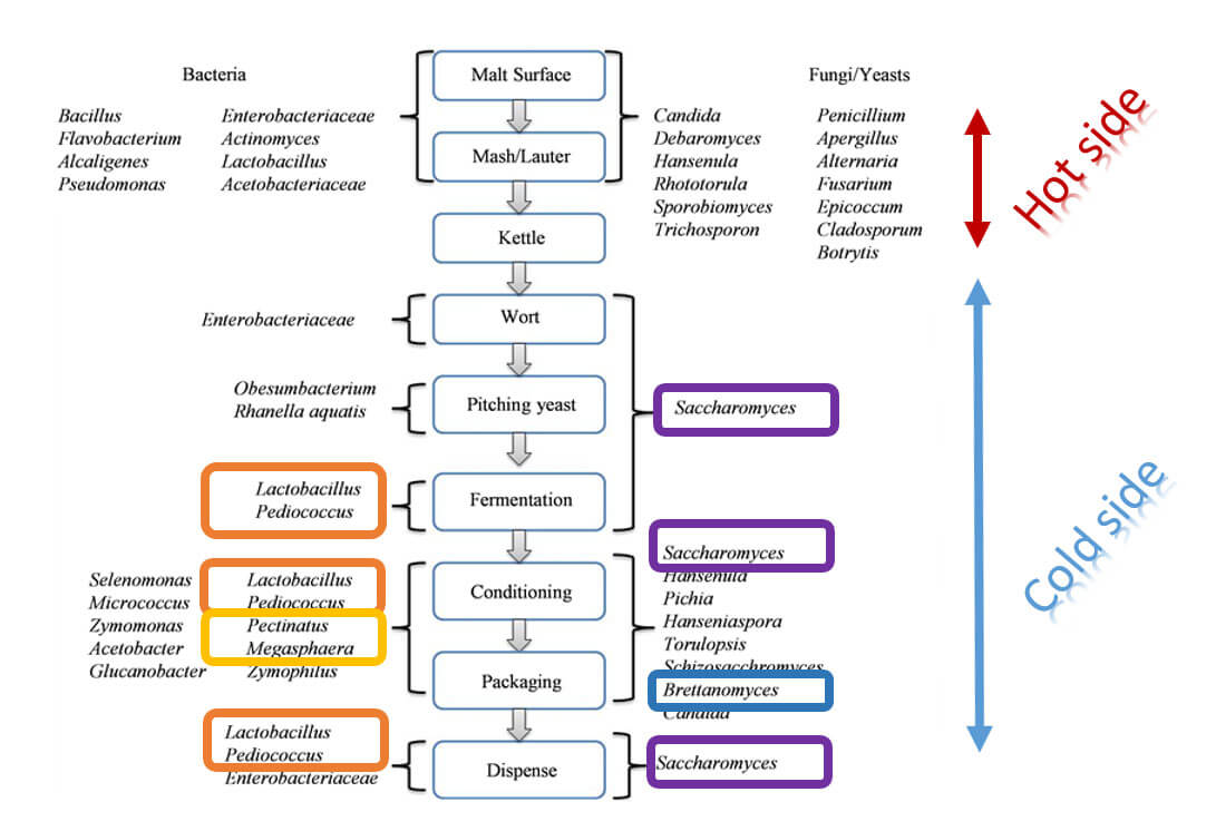 beer spoilage bacteria